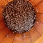 نحل بلدي للبيع