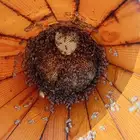 نحل بلدي للبيع