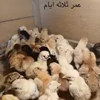 صيصان و فروخ دجاج فرنسي للبيع