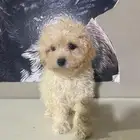 ميني توي بودل