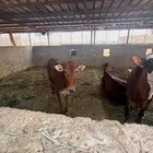 بقر بلدي نظيف