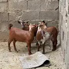 تيوس صغار للبيع