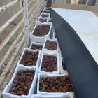 تمر حلال للبيع