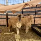 للبيع 3رخال جذعات