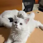 قط شيرازي 4 شهور مميز