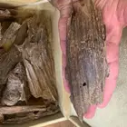 بخور كمبودي