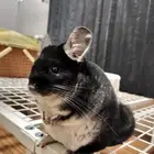 شانشيلا بلاك وايت