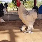 دجاج وديكة براهما كولومبي