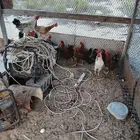 ديوووك  بلدي