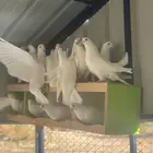 تم البيع الله يبارك لرعيه