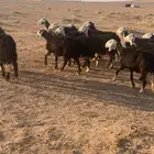 غنم نجد مراح