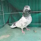 حمام باكستاني