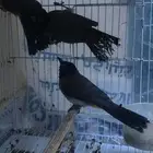 بلابل سوري بلبل الرياض السلي