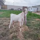 تيس فحل حجازي صنف