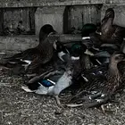 بط بري طيار نحم ابو عقيرب خضيري