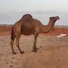 جمل ساحلي