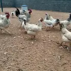 للبيع بيض دجاج كولمبي فرنسي