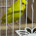 طيور حب للبيع إنجليزي واستراليا