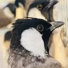 بلابل جميله