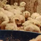 صوص سمان تكساس اللاحم