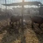 جذعات معزا قزم دمها صافي