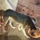 سلوقي عربي ذيخ كلب صيد مدرب