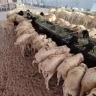 برابر و تيوس صومالية نقاوة فرصه ما بتتفوت