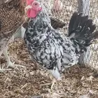 دجاج حباحب كويتي للبيع