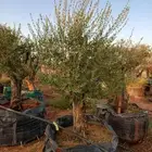 اشجار زيتون معمر