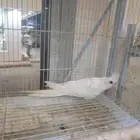 انثى كروان البينو