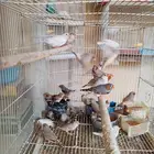 زيبرا هولندي