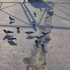 ارغب في شقة غرفتين او غرف منفصلة