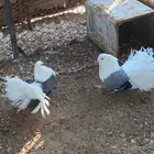 جوز منتج رقاص هولندي مكتف ماشاءالله