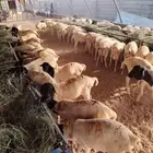 تيوس وبرابر نخب أول بأسعار الجملة