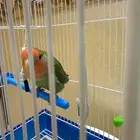 ببغاء روز مكه