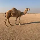 بعير فحل للبيع