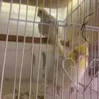 زوج كروان للبيع