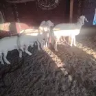 خوف 2في تلي رخل3