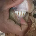 عنز تحتها توم