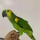 طير امزوني بلوفرنتد