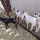 جفير العدد 20