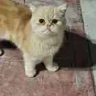 الجش حي الرايه