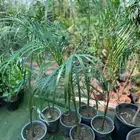 شتلات عصفور الجنه   نخيل ملوكي