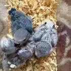 فروخ روز غر