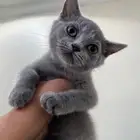 قطه سكوتش ستريت للتبني ( تم التبني)