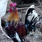 عربي ماكنتوش فاخر - الباحة