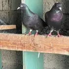 حمام قطيفي للبيع