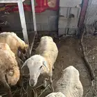 رخال للبيع على تابي بتقسيط