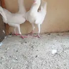 حمام مالتيز جاكوبين