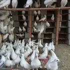 للبيع حمام فرنسي